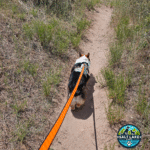 feed_safe_corgi_img_cleaned_2 (1)