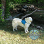 final_200px_round_watermarked_image_4