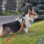 final_watermarked_bottomright_2